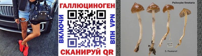 Псилоцибиновые грибы ЛСД даркнет сайт Братск